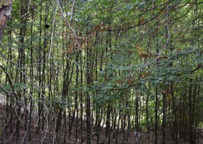 Große Bresseyen im September 2020: Auch nach 3 regenarmen Jahren sind die ehemaligen Waldwiesen noch Feuchtgebiet und bieten Suhlen für Wildschweine.