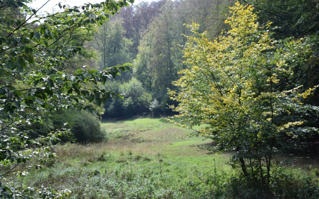 Die Welteroder Waldwiesen